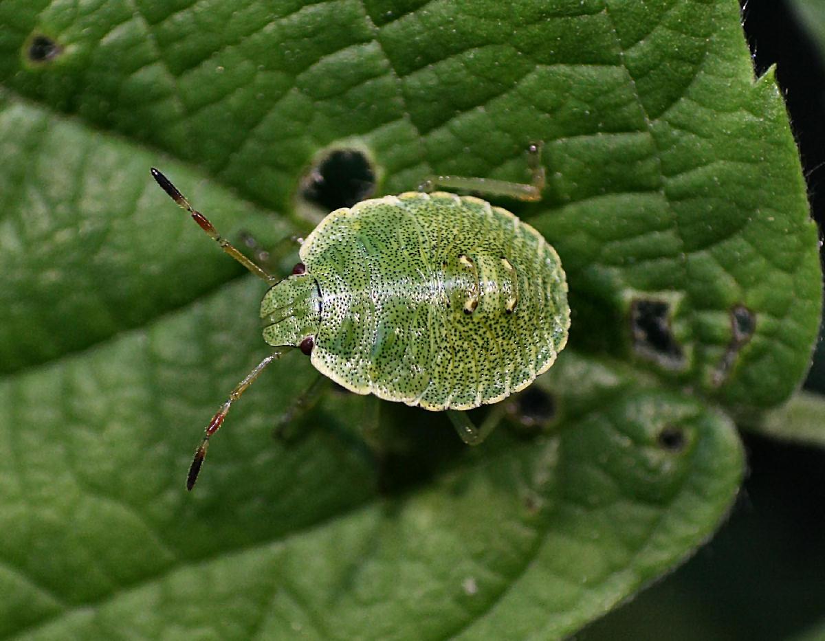 Pentatomidae: neanide di Palomena cf.prasina della Lombardia